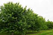 Baumreihen auf grüner Wiese