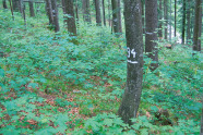 Baumbestand mit dichter Naturverjüngung