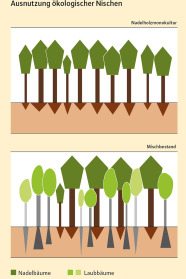 Zwei Schematische Bilder. Das obere zeigt einen gezeichneten Nadelbaumbestand und wie die Bäume nebeneinander leben. Die unterenZeichnung beschreibt die Struktur einen Mischwaldes. Hier passen die unterschiedlichen Bäume viel besser ineinander, und nutzen jede Lücke aus