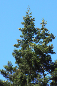 Blick in die Krone eines Nadelbaums vor blauem Himmel.