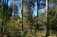 Stufiger Mischwald im Sonnenlicht.