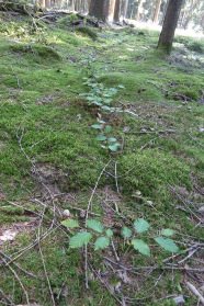 Kleine Buchen im Wald