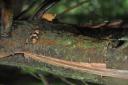 Orange Pyknidien (vglb. Fruchtkörperchen) des Rindenkrebses Cryphonectria parasitica