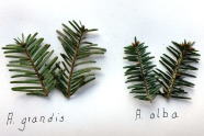 Vier kurze Zweige von zwei verschiedenen Tannenarten (Abies grandis und Abies alba)