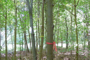 Junger Laubholzbestand, in dem ein Baum mit einem roten Band und ein weiterer mit einem gelben Band markiert ist.