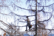 Mann klettert in Baumkrone
