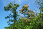 Verschiedene Blühstadien der Edelkastanie: Mittig bräunlich bereits verblühend, links daneben im Hintergrund weiß in der Hochblüte, links davon schwach grünlich-weiß kurz vor der Blüte; dazwischen immer wieder durch Rindenkrebs abgestorbene Äste und Kronenpartien