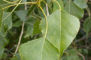 Schwarzpappel Blätter