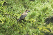 Ein braun-grau-schwarzer Vogel sitzt in einer Kiefer