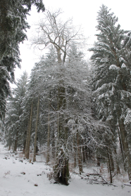 Einzelner alter Laubbaum steht an einer Schneise vor Nadelwald im Winter.