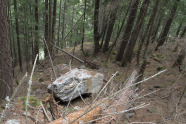 Blocküberlagerter Wald am Steilhang.