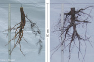 Der Wurzelstock der Baumschulpflanze ist weniger verwurzelt und schmaler als beim Wildling.