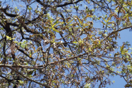 Braune und schrumpelige Blätter der Eiche