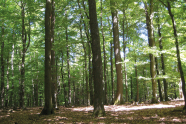 Eichen-Buchen-Wald