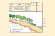 Grafik beschreibt den Verlauf der Vegetation und des Bodens von der Hartholz-, über die Weichholzaue bis zur offenen Wasserfläche. 