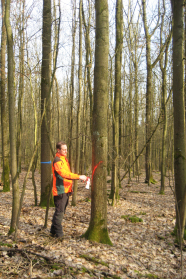 Mann mit Warnjacke sprüht einen Stamm in einem alten Laubwald an.