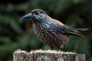 Ein brauner, mit weißen Punkten versehener Vogel stitzt auf einem umgesägten Stamm