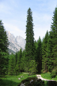 Große, schlanke Fichte steht in einem Bergwald vor Bergkulisse