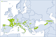 Verbreitungsgebiet von Castanea sativa. Vorkommen im Nord- und Ostteil Spaniens mit einzelnen Vorkommen im Landesinneren, im Westteil bis Mitte Frankreichs, in Deutschland am Oberrhein, nahezu in ganz Italien, sowie in Bereichen des Baltikums sowie der Türkei