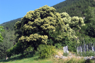 Esskastanie in voller Blüte