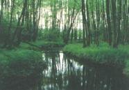 Bäume beschatten einen kleinen Fluss.