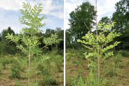 Fotos zweier junger Bäume: links gesunde Esche mit grünen Blättern; rechts Esch bei der im oberen Bereich keine Blätter sind