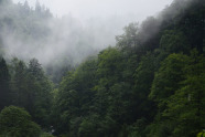 Man sieht einen Bergmischwald, der in hellgraue Nebelschwaden gehüllt ist