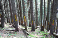 Mit Nummern gekennzeichnete Bäume eines Fichtenaltholzes einer Beobachtungsfläche.