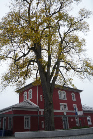 Stattlicher alter Baum vor rotgestrichenem Bahnhofsbegäude.