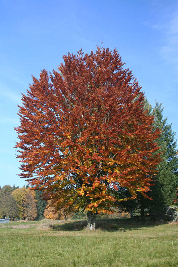 Baum Ohne Rinde