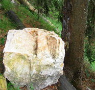 Das Bild zeigt einen Geröllbrocken, der neben einer Fichte liegt und vermutlich vom Baum daran gehindert wurde weiter bergab zu rollen.