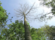 Man sieht aus der Froschperspektive nach oben in mehrere Baumkronen. Der zentral im Bild befindliche Baum ist unbelaubt. Der Kronenansatz beginnt erst in einigen Metern Höhe.