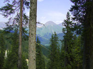 Man sieht durch einen Nadelwald im Vordergrund des Bildes auf einen Gebirgszug.