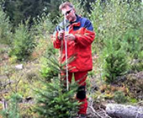 Mann in roter Schutzkleidung misst einen jungen Nadelbaum.