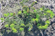 Kleiner Nadelbaum mit breitem Wuchs