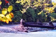 Breiter Fluss, der von Wald gesäumt ist. Auf einer Kiesbank liegen zwei große Baumstämme und mehrere Äste.