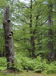 Stehendes mit Pilzen bewachsenes Totholz in einer Bestandeslücke. Um den toten Baum hat sich Naturverjüngung etabliert.