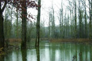 Überflutete Auwaldlandschaft
