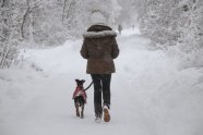 Frau geht mit Hund im Schnee im Wald auf einem Forstweg spazieren