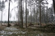 Lichter Fichtenwald mit Schnee und einigen umgeworfenen Bäumen