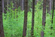 Kiefernwald mit jungem Laubholzunterstand, ein sogenannter Voranbau.