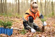 Frau pflanzt Stecklinge aus blauen Töpfen mit Pflanzspaten in den Waldboden.