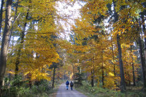 Zwei Spazier‧Gänger auf Waldweg im herbstlichen Misch‧Wald.