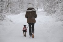 Frau geht mit Hund im Schnee im Wald auf einem Forstweg spazieren