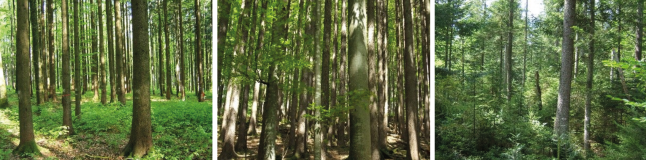 Bildvergleich von verschiedenen Waldbildern - "sehr aufgeräumt" bis "grüne Hölle"