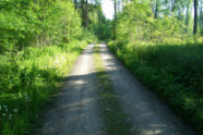 Waldweg