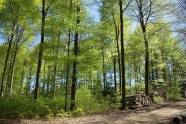 Waldweg durch einen Buchenwald mit Holzpolter im Frühling