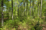 Zweistufiger Buchenwald im Frühling.