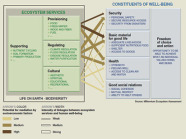 Grafik Forest Ecosystem Services 