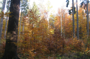 Verjüngungskegel aus Laubholz in herbstlichem Nadelwald.